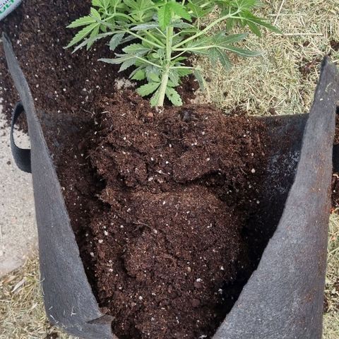 Ginny growlog photo: Trasplante a última maceta 