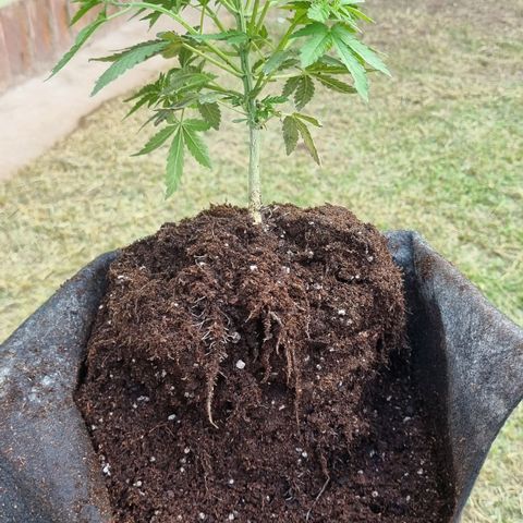 Ginny growlog photo: Trasplante a última maceta 