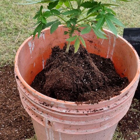 Ginny growlog photo: Trasplante a última maceta 