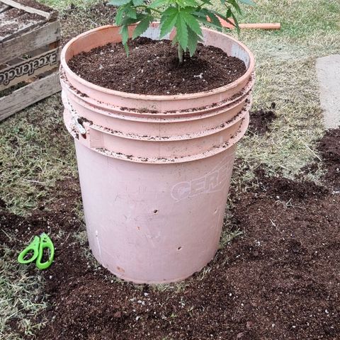 Ginny growlog photo: Trasplante a última maceta 