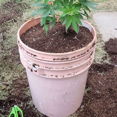 Ginny growlog timeline photo