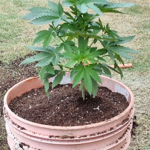 Ginny growlog timeline photo