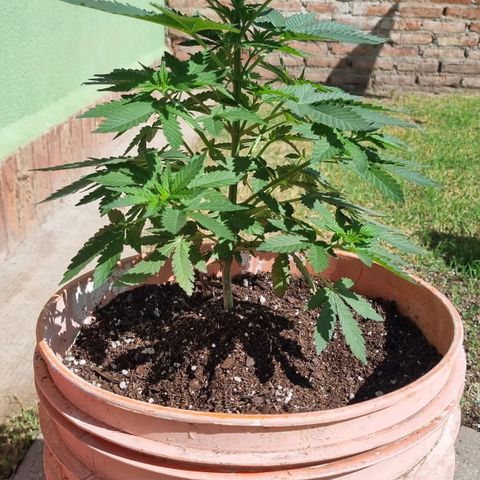 Ginny growlog timeline photo