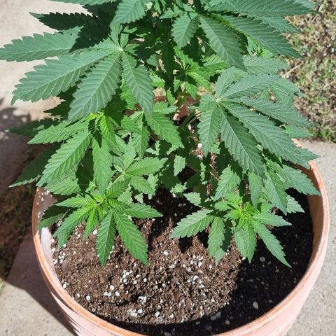 Ginny growlog timeline photo