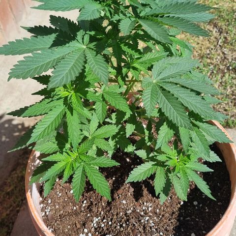 Ginny growlog timeline photo
