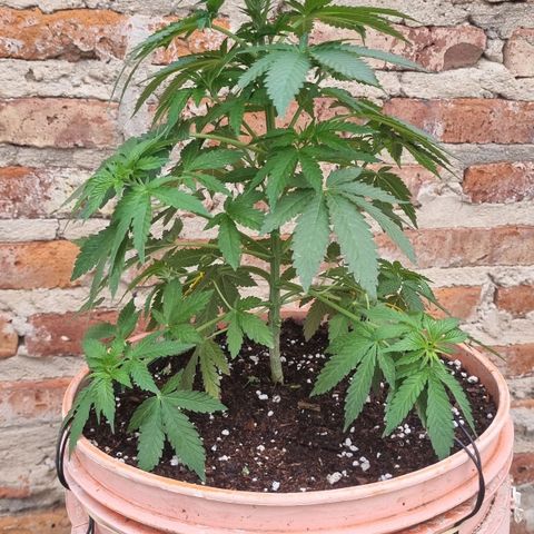 Ginny growlog photo: Último día de vegetación, ya no va a tener más luz artificial y va a quedarse afuera todas las noches aunque haga frío porque no quiero interrumpir la floracio y prefiero que pase frío a que reciba luz cuando descanse 
