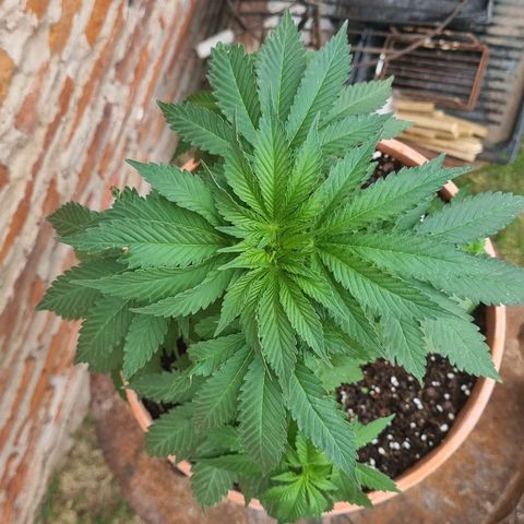 Ginny growlog photo: Último día de vegetación, ya no va a tener más luz artificial y va a quedarse afuera todas las noches aunque haga frío porque no quiero interrumpir la floracio y prefiero que pase frío a que reciba luz cuando descanse 