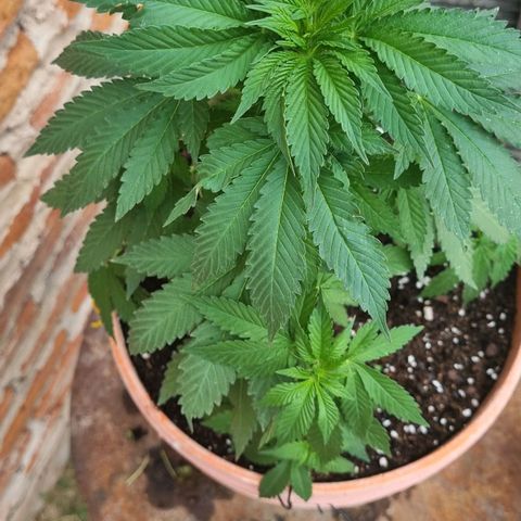 Ginny growlog photo: Último día de vegetación, ya no va a tener más luz artificial y va a quedarse afuera todas las noches aunque haga frío porque no quiero interrumpir la floracio y prefiero que pase frío a que reciba luz cuando descanse 