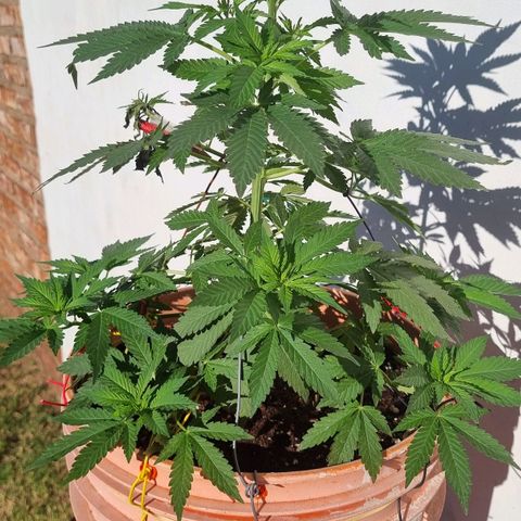 Ginny growlog photo: El día de ayer se vino una re lluvia, para mí genial porque me estaba quedando sin agua pero ahora no se dónde guardar tanta. La metí adentro justo antes que arranque a llover y la largue tipo 19/20hs afuera por el tema de luz pero estuvo bajo techo por si llovía a la noche.
Parece que la planta se va estirando y al tener las ramas atadas todas las ramas se van para abajo o el tallo principal se va doblando, no sé cómo describirlo
