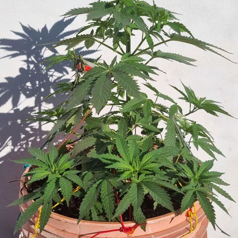 Ginny growlog photo: El día de ayer se vino una re lluvia, para mí genial porque me estaba quedando sin agua pero ahora no se dónde guardar tanta. La metí adentro justo antes que arranque a llover y la largue tipo 19/20hs afuera por el tema de luz pero estuvo bajo techo por si llovía a la noche.
Parece que la planta se va estirando y al tener las ramas atadas todas las ramas se van para abajo o el tallo principal se va doblando, no sé cómo describirlo