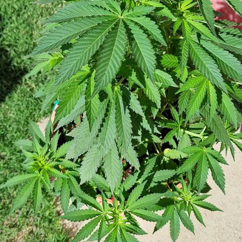 Ginny growlog timeline photo