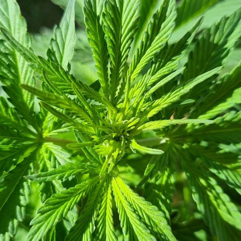 Ginny growlog timeline photo