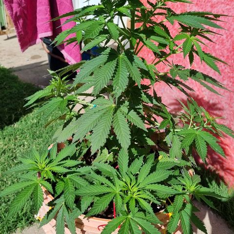 Ginny growlog timeline photo