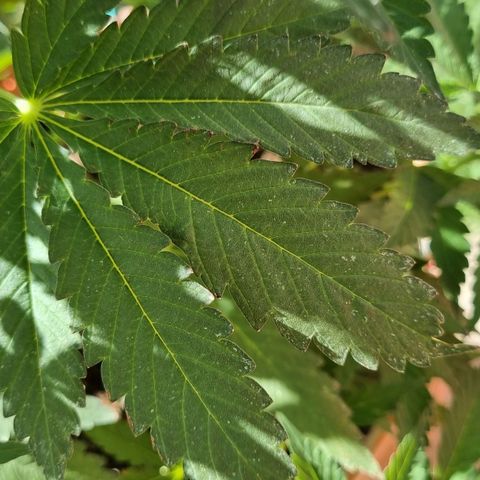 Ginny growlog timeline photo