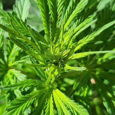 Ginny growlog timeline photo