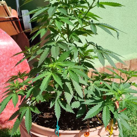 Ginny growlog timeline photo