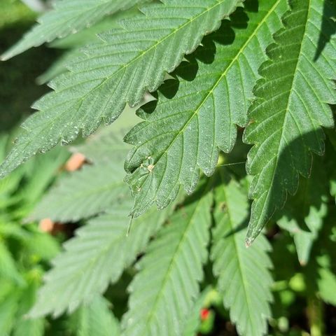 Ginny growlog timeline photo