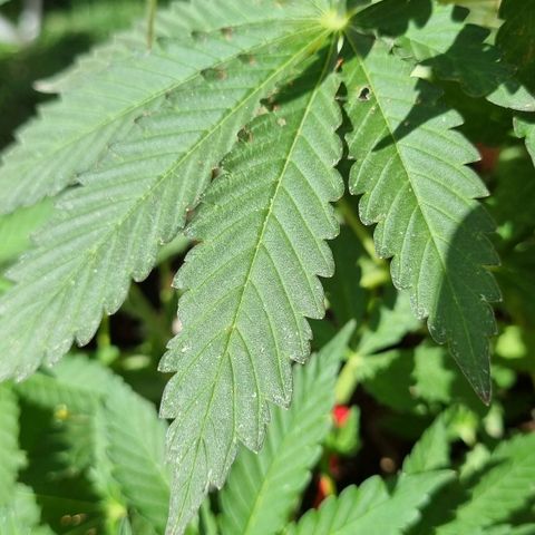 Ginny growlog timeline photo