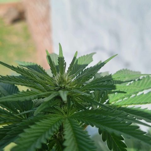 Ginny growlog timeline photo