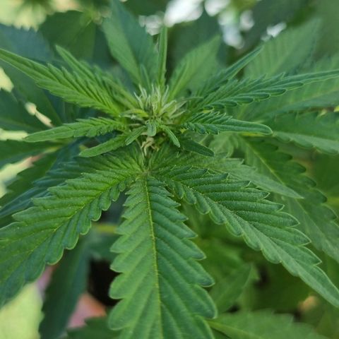 Ginny growlog timeline photo