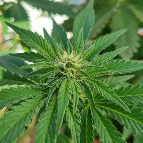 Ginny growlog timeline photo