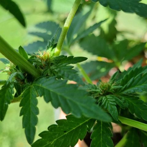 Ginny growlog timeline photo