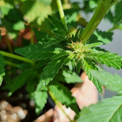 Ginny growlog timeline photo