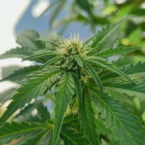Ginny growlog timeline photo