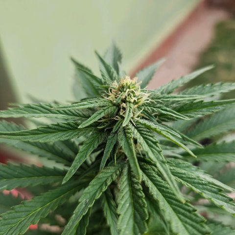 Ginny growlog timeline photo