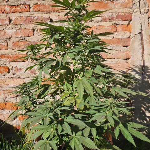 Ginny growlog timeline photo
