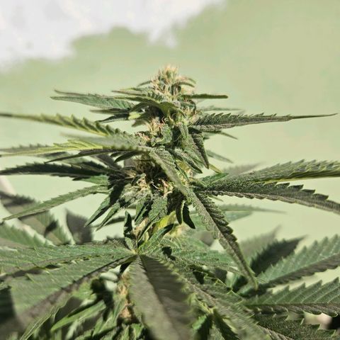 Ginny growlog timeline photo