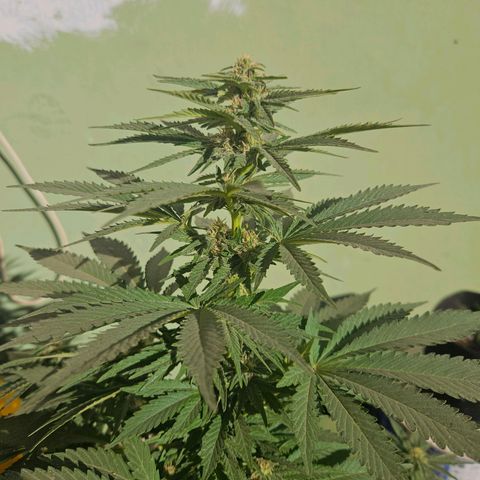 Ginny growlog timeline photo