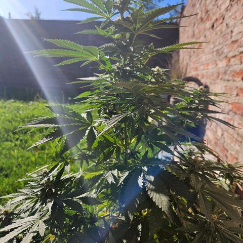 Ginny growlog timeline photo