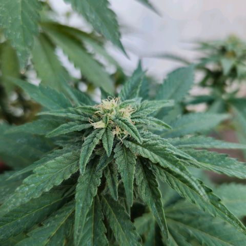Ginny growlog timeline photo