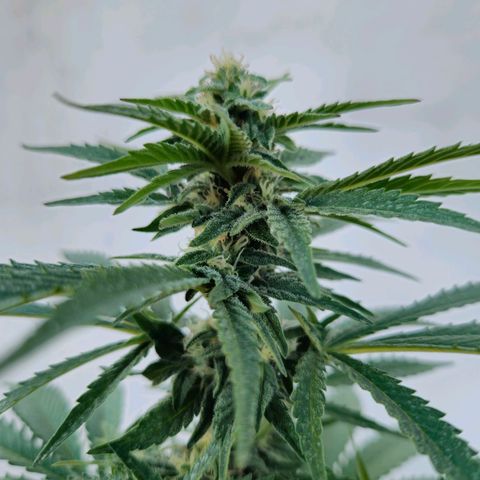 Ginny growlog timeline photo