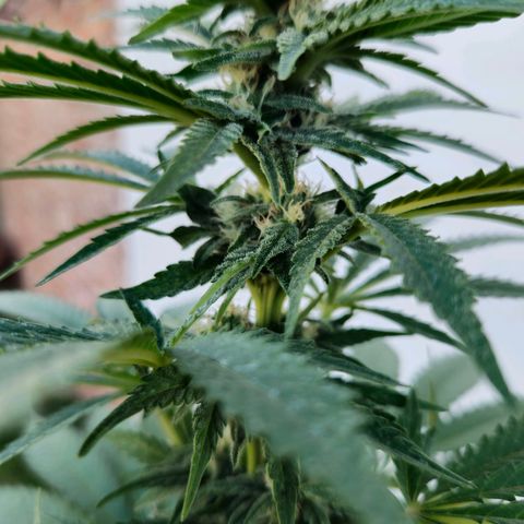 Ginny growlog timeline photo