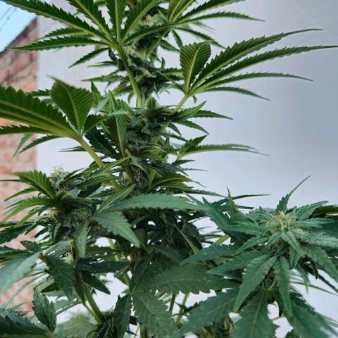 Ginny growlog timeline photo