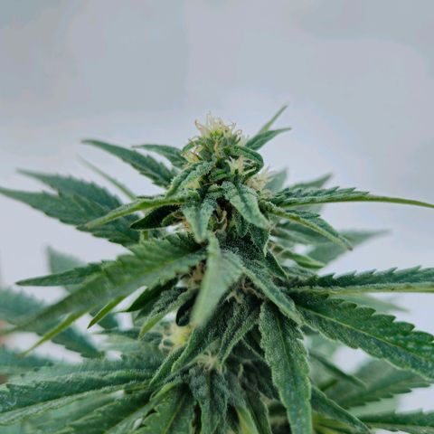 Ginny growlog timeline photo