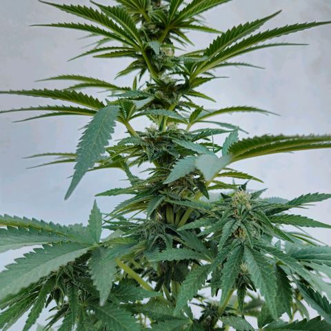 Ginny growlog timeline photo