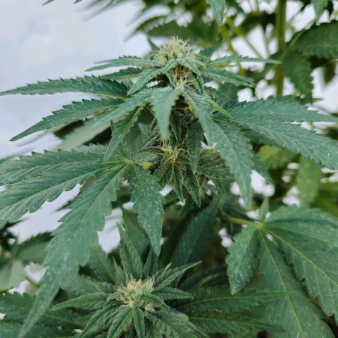 Ginny growlog timeline photo