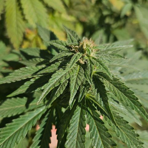 Ginny growlog timeline photo