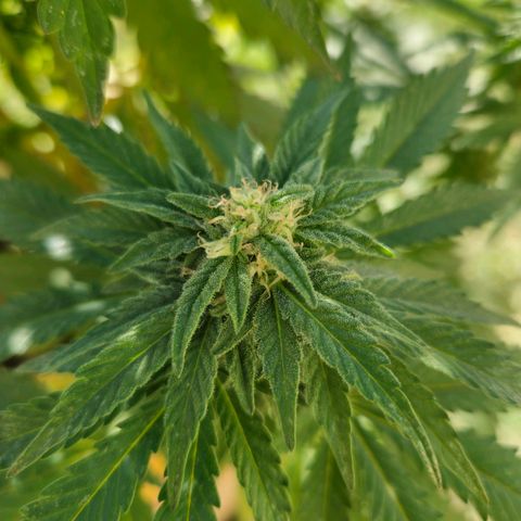 Ginny growlog timeline photo