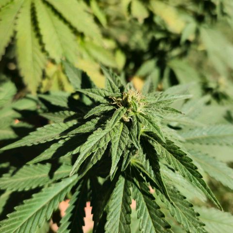 Ginny growlog timeline photo