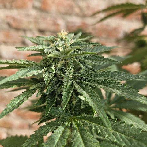 Ginny growlog photo: Empece a notar que la planta está engordando sus cogollos 