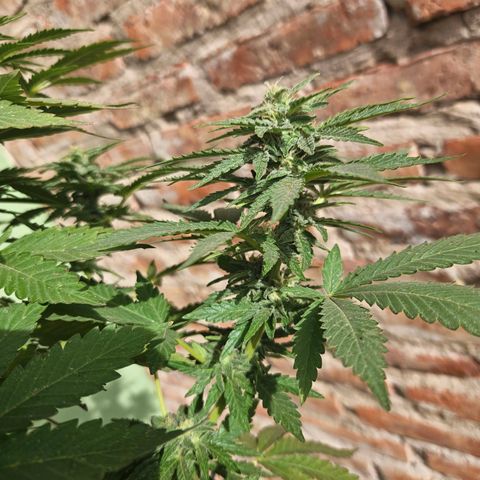 Ginny growlog photo: Empece a notar que la planta está engordando sus cogollos 
