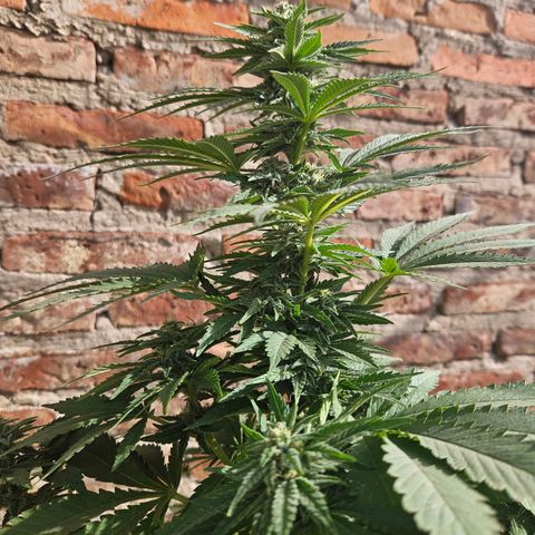 Ginny growlog photo: Empece a notar que la planta está engordando sus cogollos 