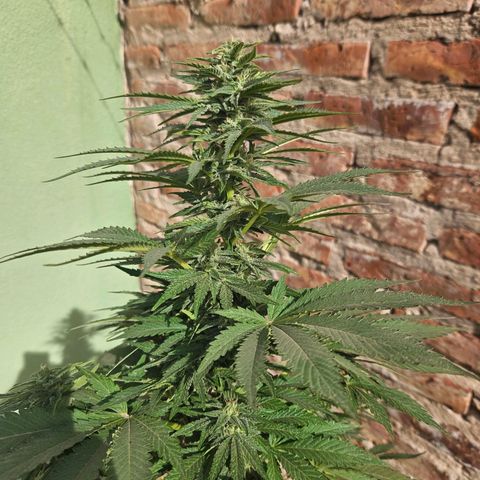 Ginny growlog photo: Empece a notar que la planta está engordando sus cogollos 