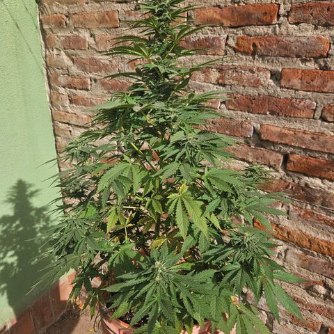 Ginny growlog photo: Empece a notar que la planta está engordando sus cogollos 