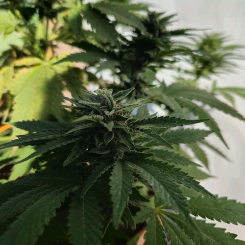 Ginny growlog timeline photo
