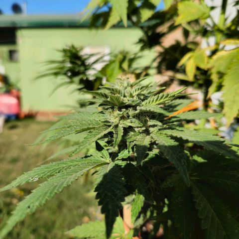 Ginny growlog timeline photo